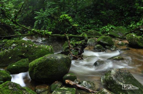 Riacho corta a Mata Atlântica na região de Antonina, litoral do Paraná